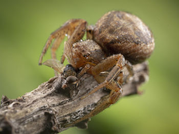 Xysticus spider hunter eating small died honeybee