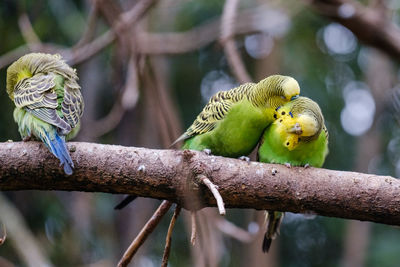 Low angle view of birds perching on branch