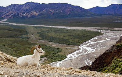 View of sheep on landscape