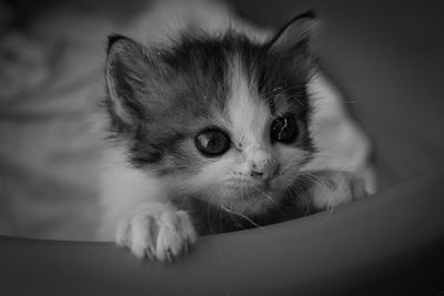 Close-up portrait of kitten