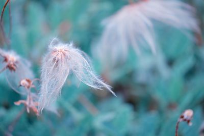 Close-up of white dandelion flower