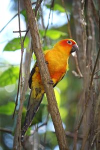 Close-up of parrot perching on tree