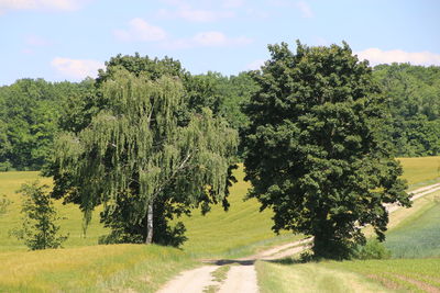 Road amidst trees against sky