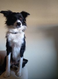 Portrait of dog sitting on wall at home