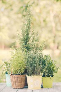 Close-up of potted plants in basket