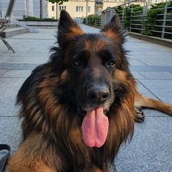 Close-up portrait of a dog