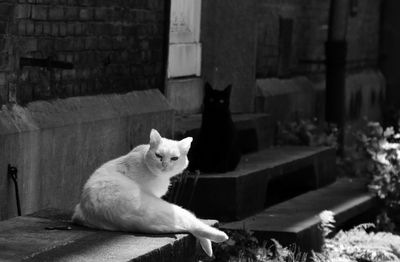 Cat sitting on a wall