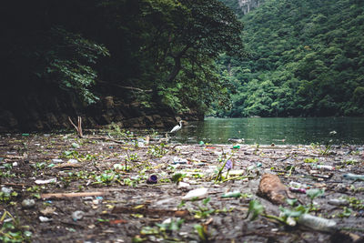 Surface level of water flowing in forest