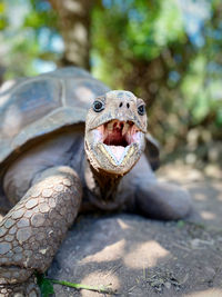 Close-up of turtle