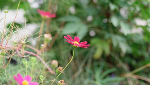 Close-up of pink flower