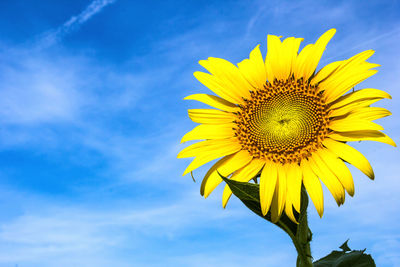 Close-up of yellow sunflower against sky