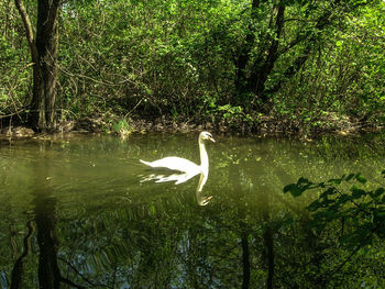 Swan swimming in lake