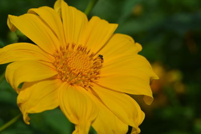 Close-up of yellow flower