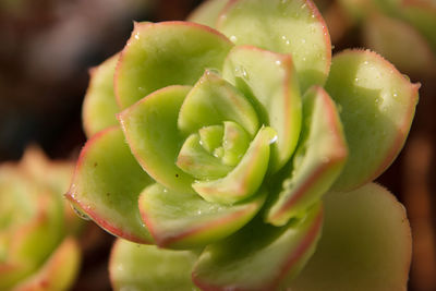 Close-up of wet succulent plant