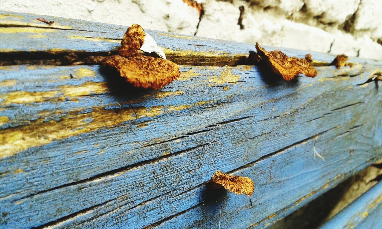 wood - material, wooden, plank, wood, log, close-up, weathered, damaged, high angle view, rusty, outdoors, nature, day, animal themes, selective focus, deterioration, leaf, boardwalk, focus on foreground, no people