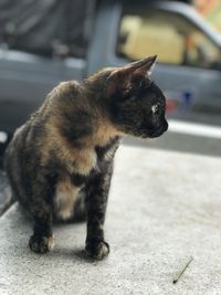 Close-up of a cat looking away