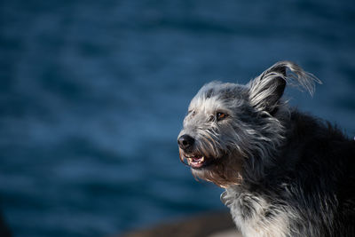 Close-up of dog looking away