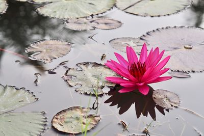 Close-up of pink lotus water lily in lake