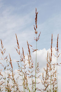 Close-up of crops growing on field against sky