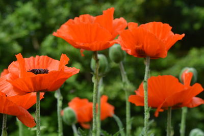 Close-up of orange poppy flowers