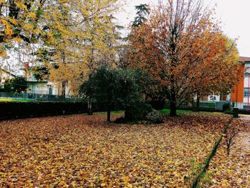 Sunlight falling on autumn leaves in park