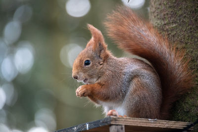 Close-up of squirrel on tree