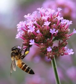 Close-up of bee on flower