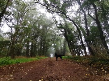 People walking on street amidst trees in forest