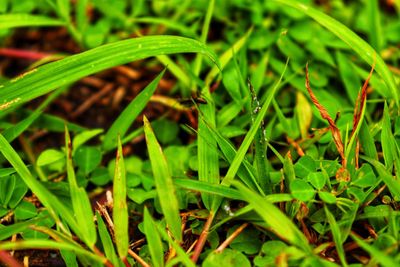 Close-up of grass growing on field