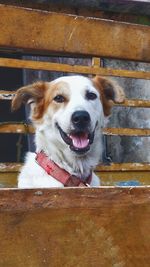 Close-up portrait of a dog