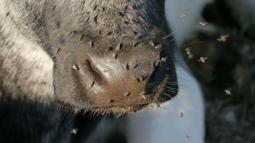 Flies landing on cow nose