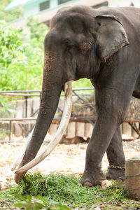 Close-up of elephant in zoo