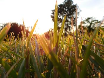 Close-up of grass growing in field