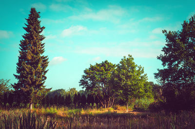 Trees on field against sky