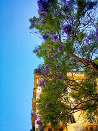 Low angle view of trees against clear blue sky