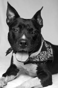 Close-up portrait of a dog