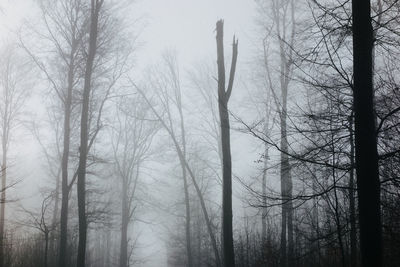 Bare trees in forest