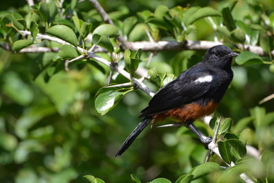 Close-up of  a mocking chat posing on a branch