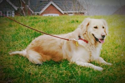 Dog relaxing on grass