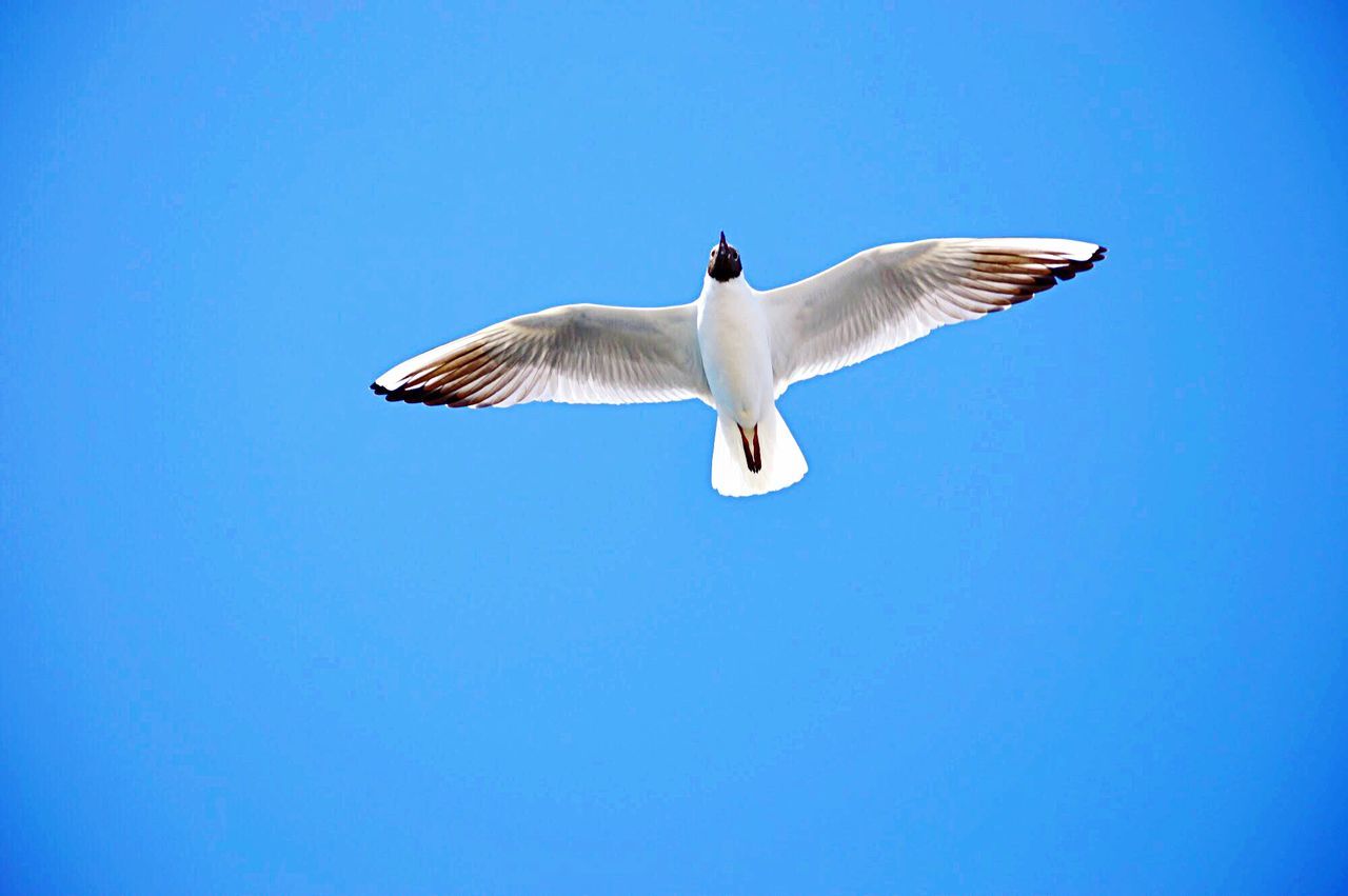 LOW ANGLE VIEW OF SEAGULL FLYING