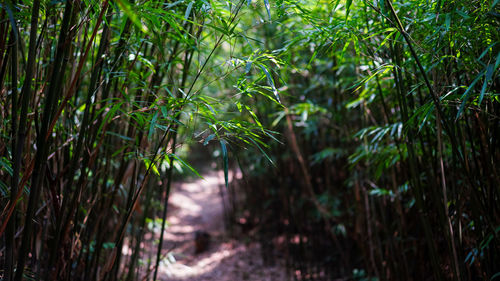 Close-up of bamboo trees in forest