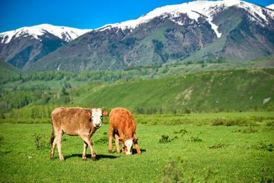 Livestock foraging in front of the beautiful birch forest in spring in hemu village, xinjiang