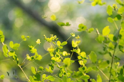 Close-up of flowering plant on field