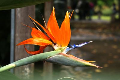 Close-up of orange flower