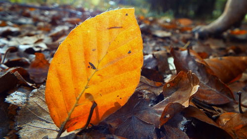 Close-up of autumn leaves