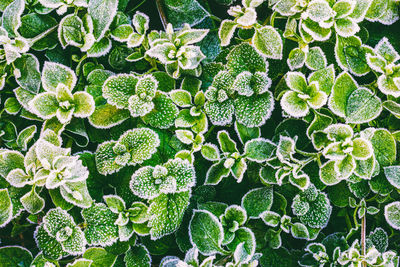 Green leaves of grass covered with frost on a cold autumn morning, top view close-up