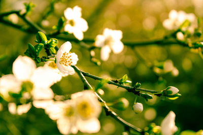 Close-up of white flowers blooming in park