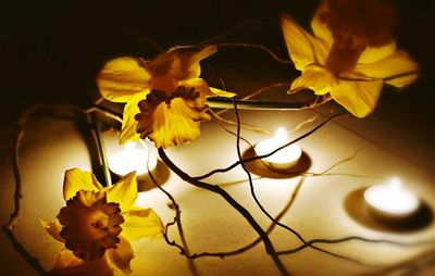 Close-up of yellow flower