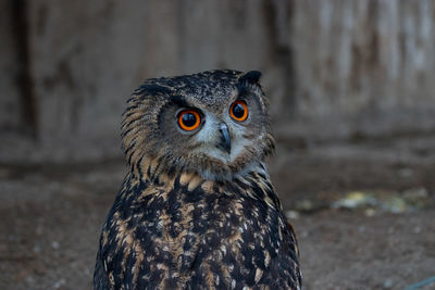 Close-up portrait of owl