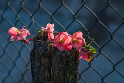 Close-up of pink flowering plants by fence